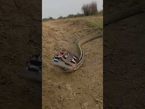 Mountain Tranket Snake #shortsvideo #youtubeshorts #trending