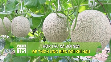 Hợp tác xã đổi mới để thích ứng biến đổi khí hậu | VTC16