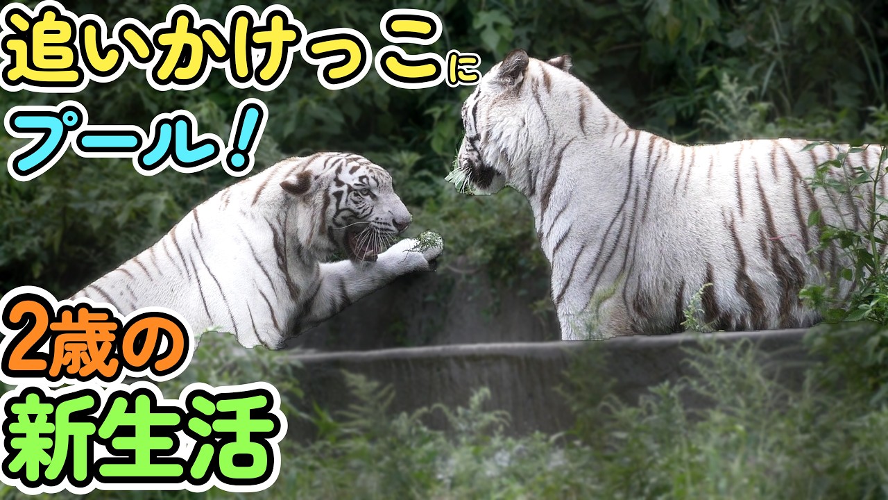 新生活】2歳になったツキ＆シグレの新生活は追いかけっこにプール