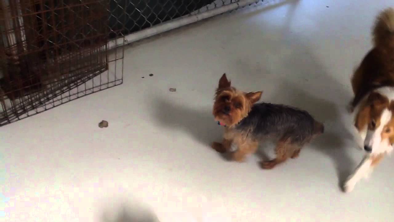 6 7 14 Small Dog Big Dog Play Group In PM YouTube 6-7-14-small-dog-big-dog-play-group-in-pm-youtube