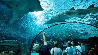 Ripley’s Aquarium Walkthrough | Myrtle Beach, SC