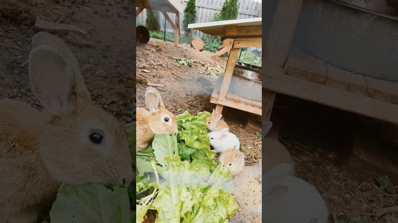 Home grown lettuce rabbit feast YouTube