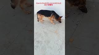 Alexo ko biscuit kila raha hu full Masti GSD lovers 💕🥰💖🥰#shorts#viral#youtubeshorts#love#shortvideo