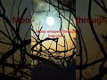 A quiet moon glows behind tangled branches, weaving shadows into a calm, mysterious night.