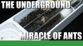 THE UNDERGROUND MIRACLE OF ANTS - Camponotus Nicobarensis Mini Documentary