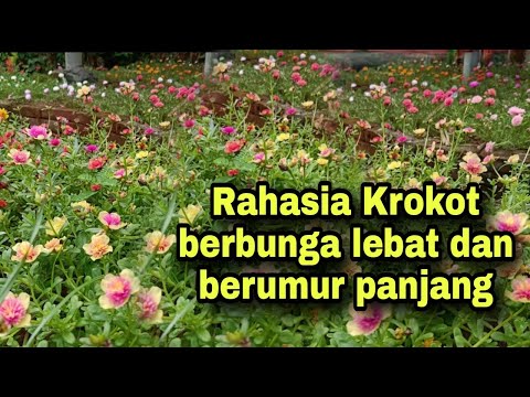 Video: Krokot Berbunga Besar