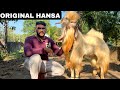 Big extreme punch rarest hansa  top line quality goat  raees chacha furqansawant