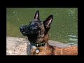 Area Searth ATSAR K 9s