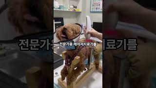 강아지도 레이저치료시대~ 수술?상처치료?슬개골탈구?관절염?피부질환 모두 레이저치료로 해결하세요~ #강아지 #레이저치료 #강아지재활