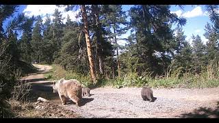 Anne Ayı Ve Sevimli Yavruları. Lütfen Kımıza Abone Olur Musunuz?
