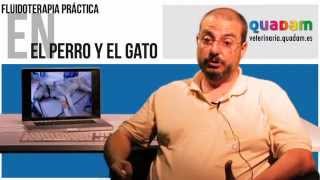 Curso sobre fluidoterapia práctica veterinaria screenshot 5
