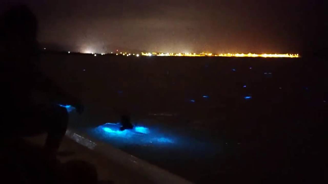 Jamaique 2018 Le Lagon Lumineux Www Plongeeenapnee Com Blogue Quebecois Traitant Sur La Plongee En Apnee Dans Les Caraibes Les Antilles Et Les Maldives