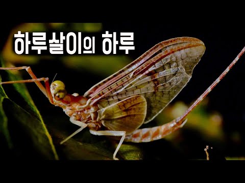 애벌레만 3년 '하루살이'