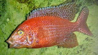 Aulonocara FireFish