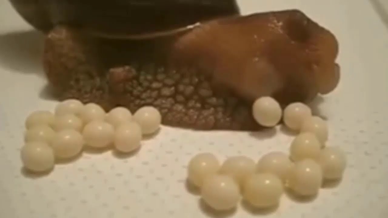 دورة حياة الحلزون | Nature lover