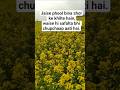 Phoolon Se Seekho – Chupchaap Khilna,Chupchaap JeetnaA beautiful paddy field village in Kerala#short