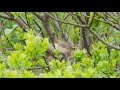 A possible hybrid between Blyth&#39;s Reed Warbler (A.dumetorum) and Marsh Warbler (A.palustris)