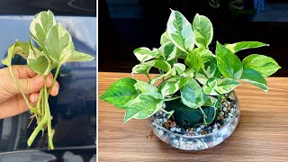 Marble queen pothos is very beautiful with new patterns, making your home more unique screenshot 1