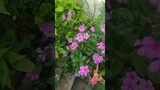 sadabahar plant plants gardening terracegarde flowers viralvideo shorts