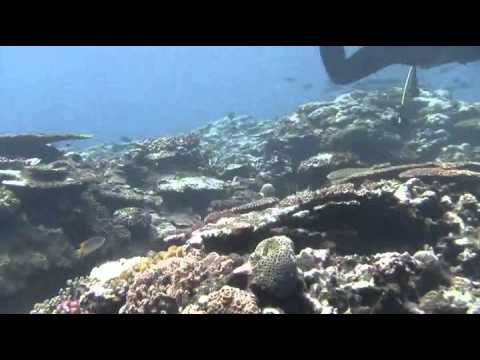 ２０１１．８．１３西表島鳩間東にてダイビング！！