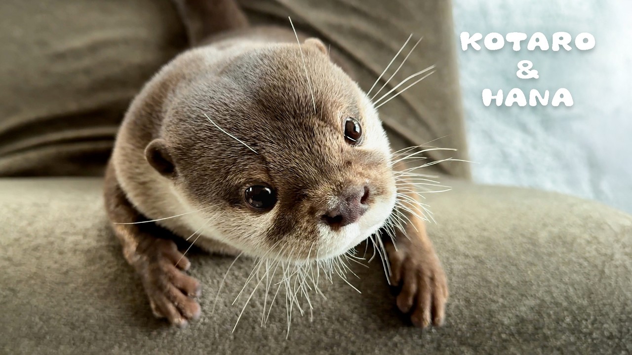 Выдра с самым выразительным лицом, которое вы когда-либо видели