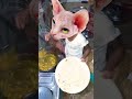 billi boli meow 😼😼😼😼😼😼😼😼