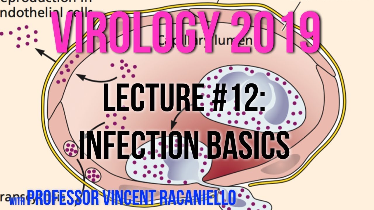 Virology Lectures 2019 #12: Infection Basics