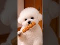 Fried Chicken Stick ASMR 🍗🐶 Mimi’s Cute Mukbang! コンビニ唐揚げ棒✨ #cute #pets #puppy