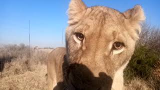 Lioness licks ice. Львица лижет лед