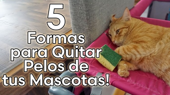 Tienes la ropa llena de pelo de tu perro o gato? Con este 'atrapador' se  quedará limpia