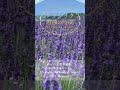 【1分クラシック】癒しの名曲 #クラシック #リラックス #朝