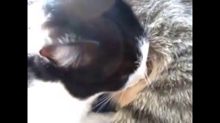 Прикол!!!!!!!!!!!Большой кот сосет титьку!!!! Прикол!!!!!!!!!!!Большой кот сосет титьку!!!!