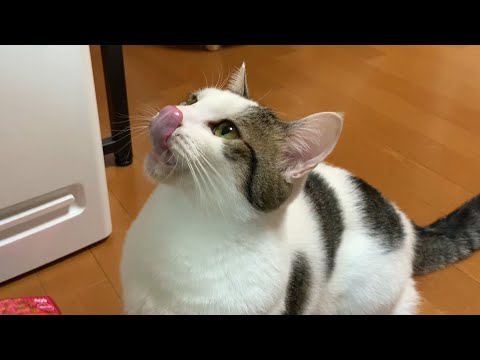 大好物だとペロペロペロペロな猫