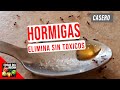 COMO ELIMINAR HORMIGAS DENTRO DE LA CASA - CASERO Y SIN TOXICOS