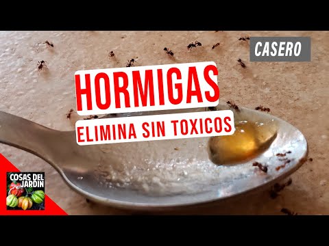 Video: Cómo Deshacerse De Las Hormigas En Un Apartamento (pelirrojas Domésticas Y Otras): Recetas Con ácido Bórico Y Otras