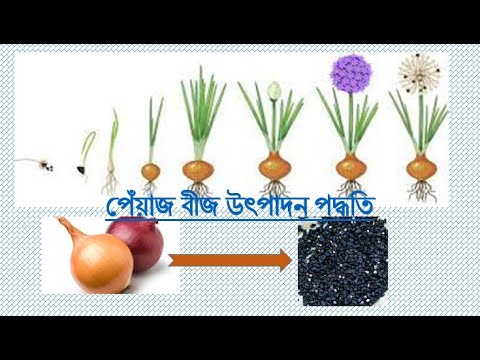 ভিডিও: এলান - তাড়াতাড়ি পাকা এবং ঠান্ডা প্রতিরোধী সালাদ পেঁয়াজ বিভিন্ন