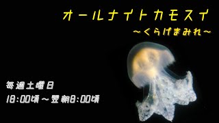 オールナイトカモスイ　～くらげまみれ～ #197　ルサーナジェリー