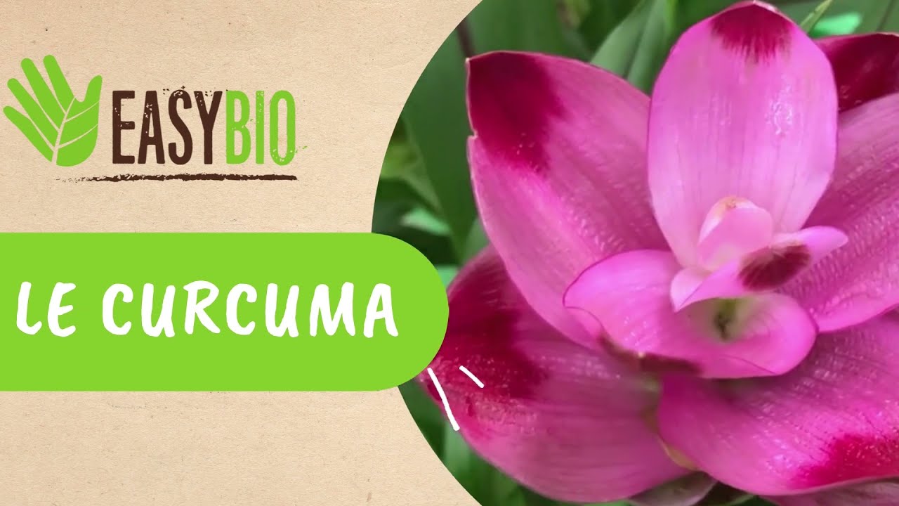 Tous savoir sur la floraison et l'entretien du Curcuma dornement