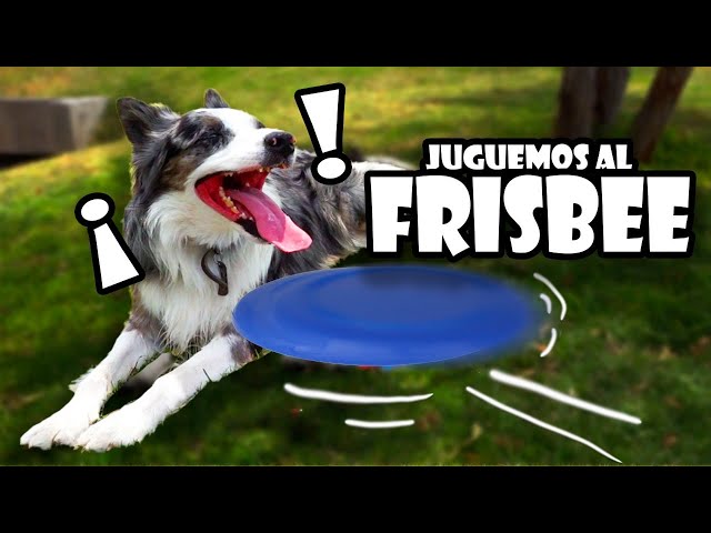 Jugando al FRISBEE con UN BORDER COLLIE 