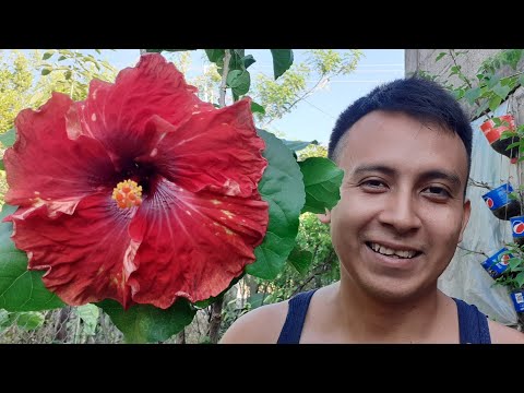 Video: Guía de germinación de semillas de hibisco: Aprenda a cultivar hibiscos a partir de semillas