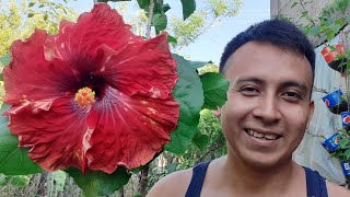 hibiscus como reproducir por tallos o esquejes