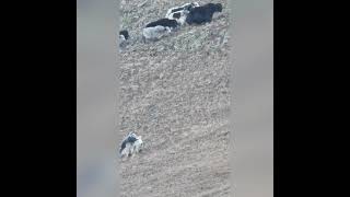 Охота на яка в Северной Осетии. Yak hunting in North Ossetia.