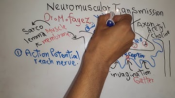Nerve new system (Neuromuscular Transmission) dr mohamed fayez