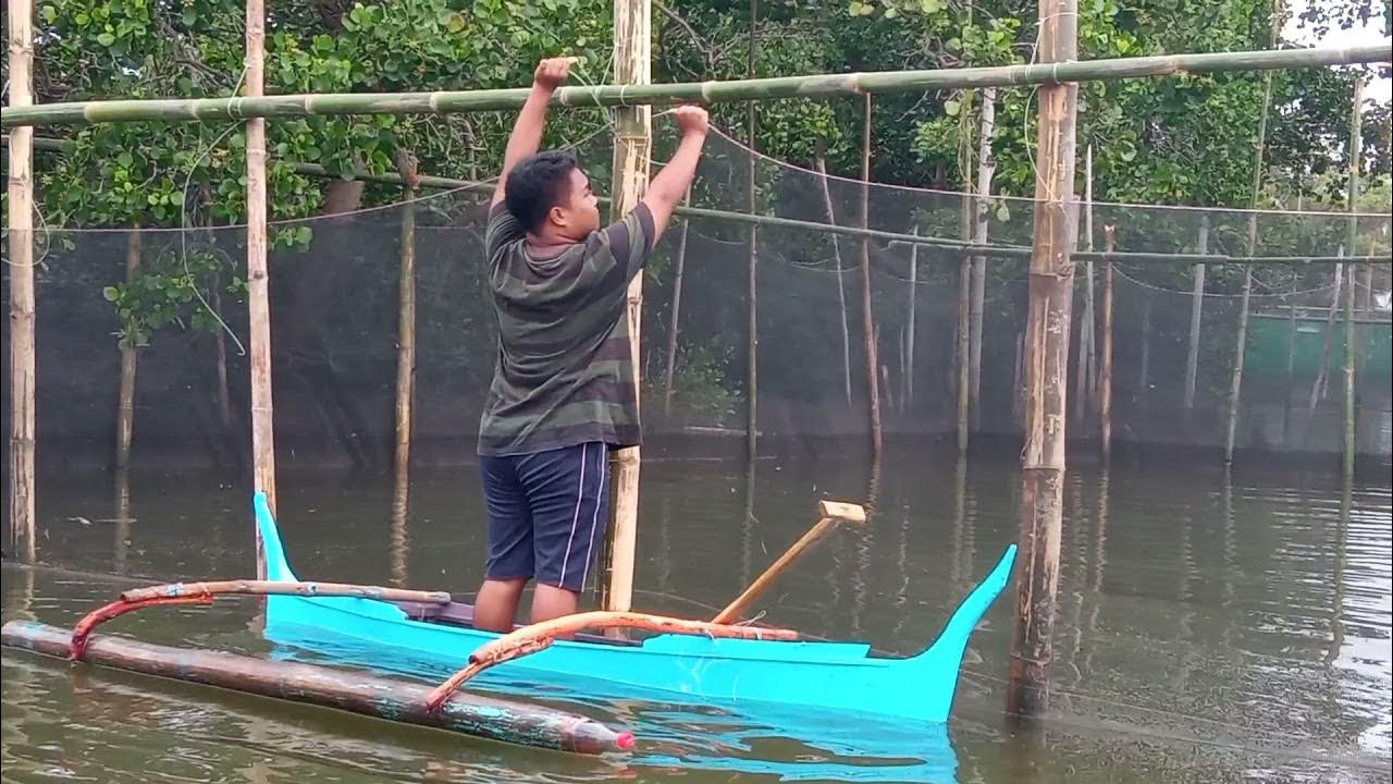 Tilapia farming in Davao Occidental Philippines YouTube
