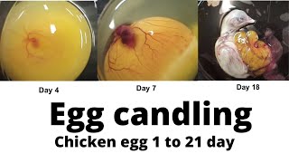 Egg Candling From Day 1 to 21 \/\/ Egg Embryo Development