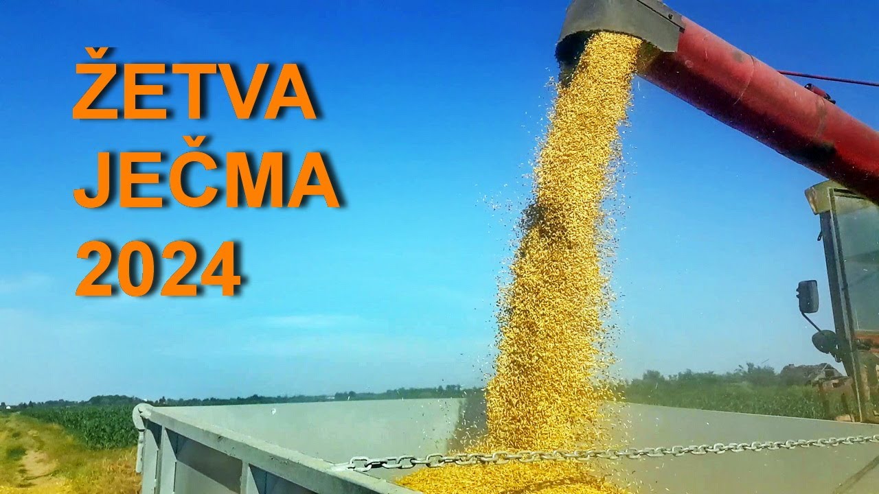 Žetva ječma 2024 u Mačvi četvrti dan