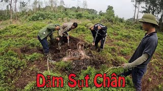 Đoạn Đường Săn Lùng Ong Mật Và Bãi Thòng Bong Chứa Ẩn Loài Cực Độc...