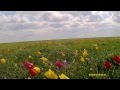 Весенняя степь Калмыкии. Тюльпаны