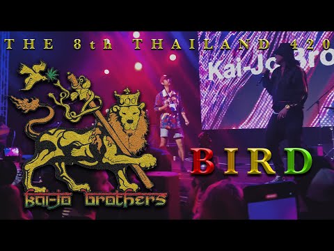 Kai-jo Brothers | Bird | The 8th Thailand 420 Festival | iPhone 4K/60