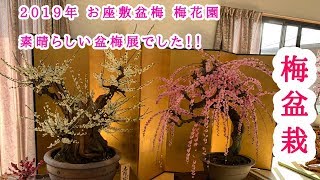 お座敷盆梅 梅花園 盆栽 bonsai  梅 五葉松 Five leaf pine  Plum blossom